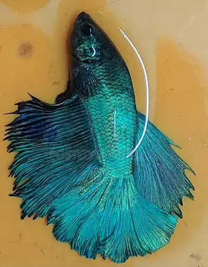 Healthy Active Fighter Fish for Sale (Uttara, Dhaka)