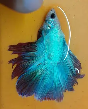 Healthy Active Fighter Fish for Sale (Uttara, Dhaka)