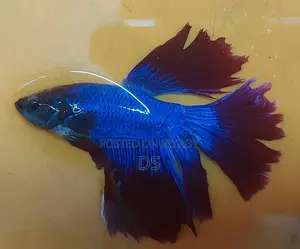 Healthy Active Fighter Fish for Sale (Uttara, Dhaka)