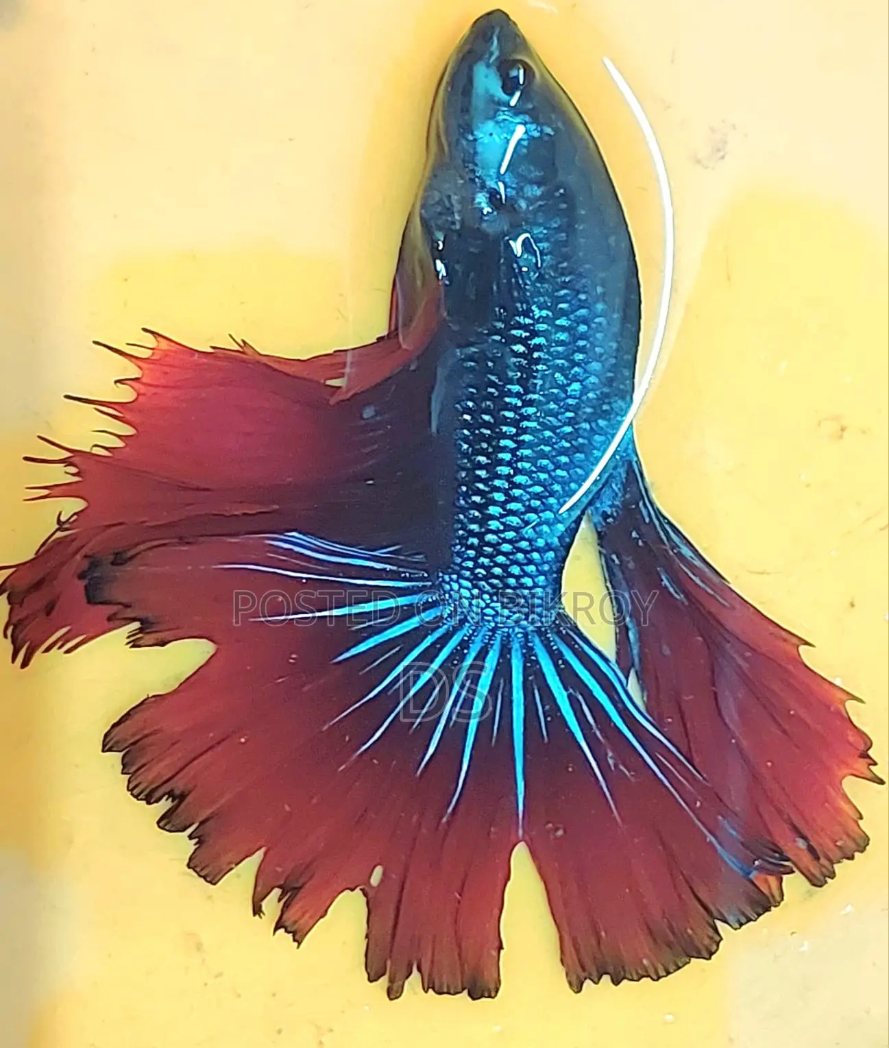 Healthy Active Fighter Fish for Sale (Uttara, Dhaka)