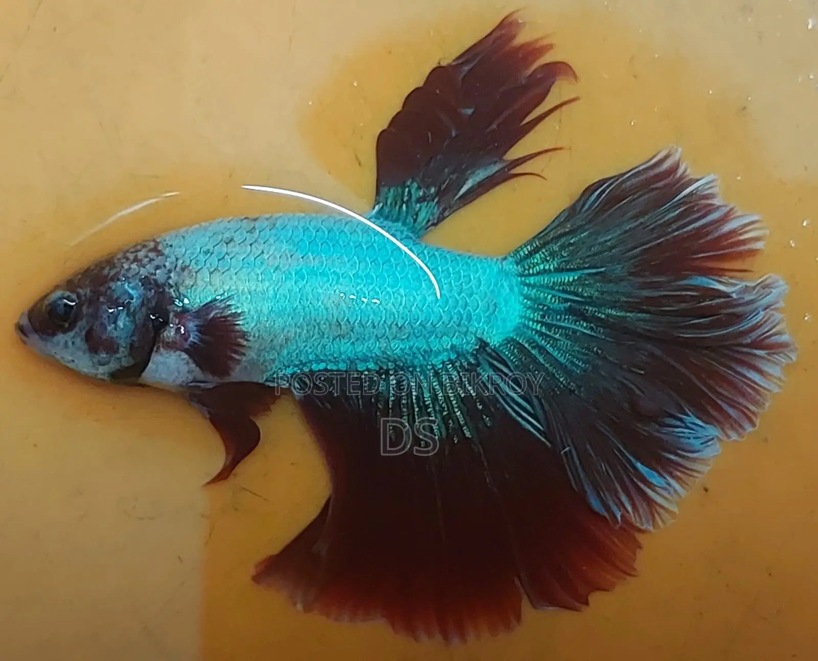Healthy Active Fighter Fish for Sale (Uttara, Dhaka)