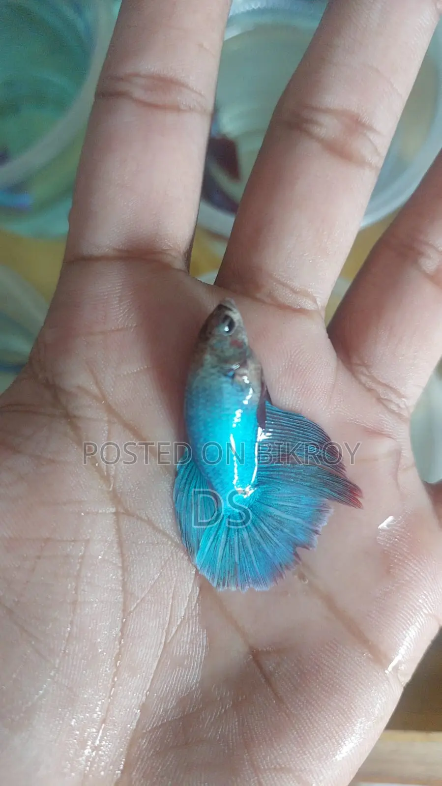 Healthy Active Fighter Fish for Sale (Uttara, Dhaka)