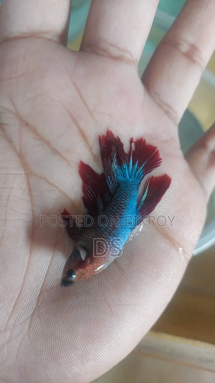 Healthy Active Fighter Fish for Sale (Uttara, Dhaka)