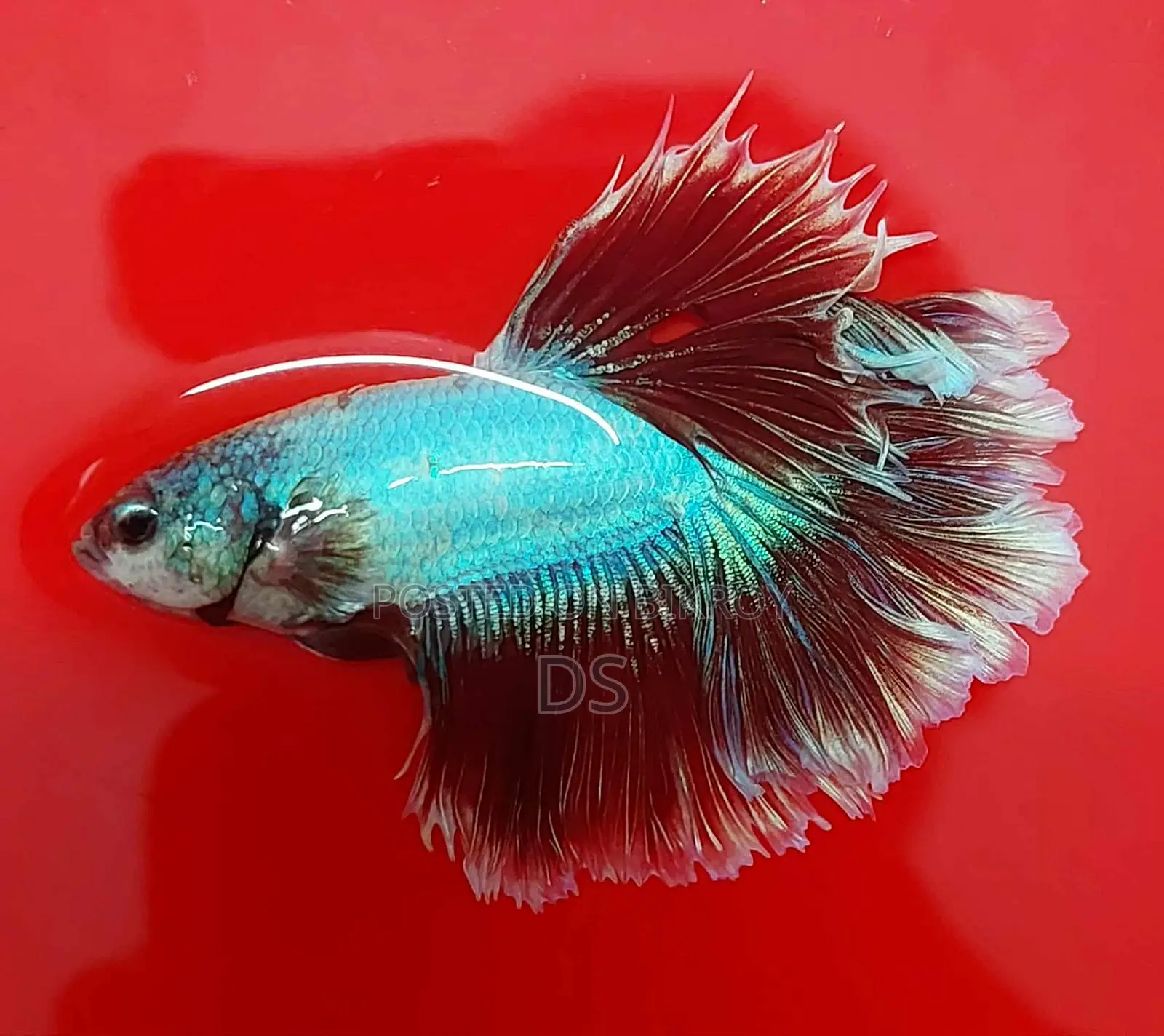 Healthy Active Fighter Fish for Sale (Uttara, Dhaka)