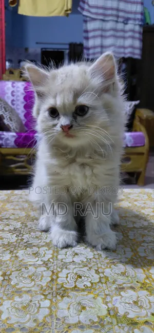 1-3 Months Male Purebred Persian