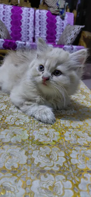 1-3 Months Male Purebred Persian