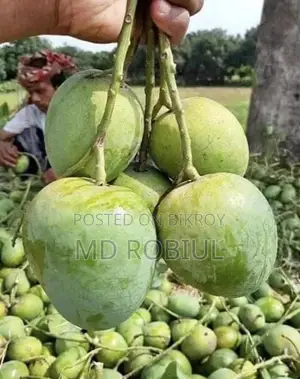 গোপাল ভোগ আম