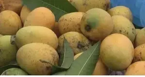 গোপাল ভোগ আম