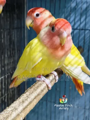 লাভ বার্ডস জোড়া