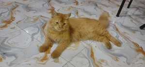 1+ Year Female Purebred Persian