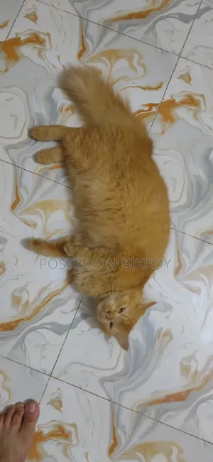 1+ Year Female Purebred Persian