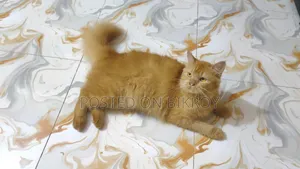 1+ Year Female Purebred Persian