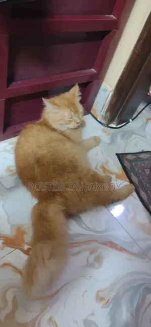 1+ Year Female Purebred Persian