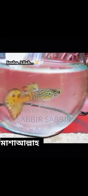 Hobby Colorful Fish
