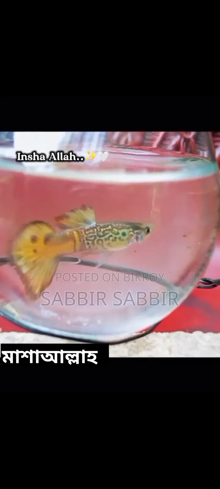 শখের রঙিন মাছ