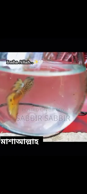 শখের রঙিন মাছ