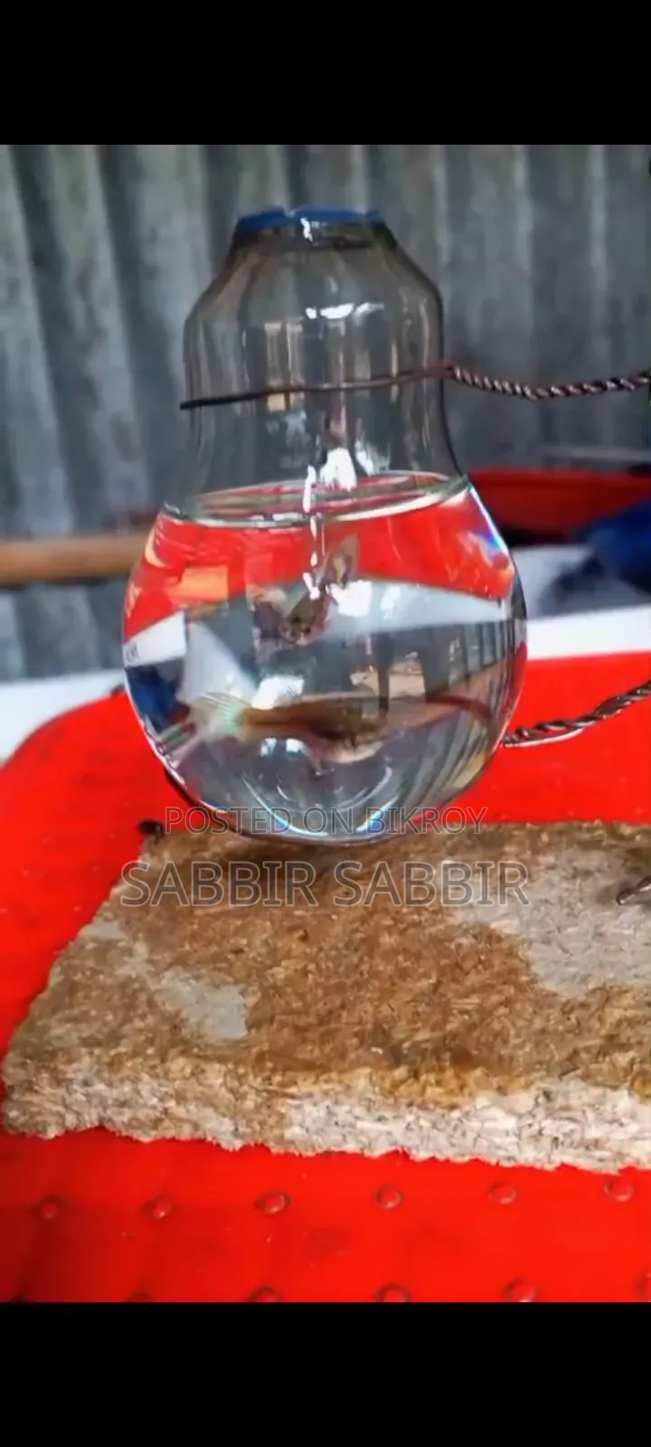 শখের রঙিন মাছ