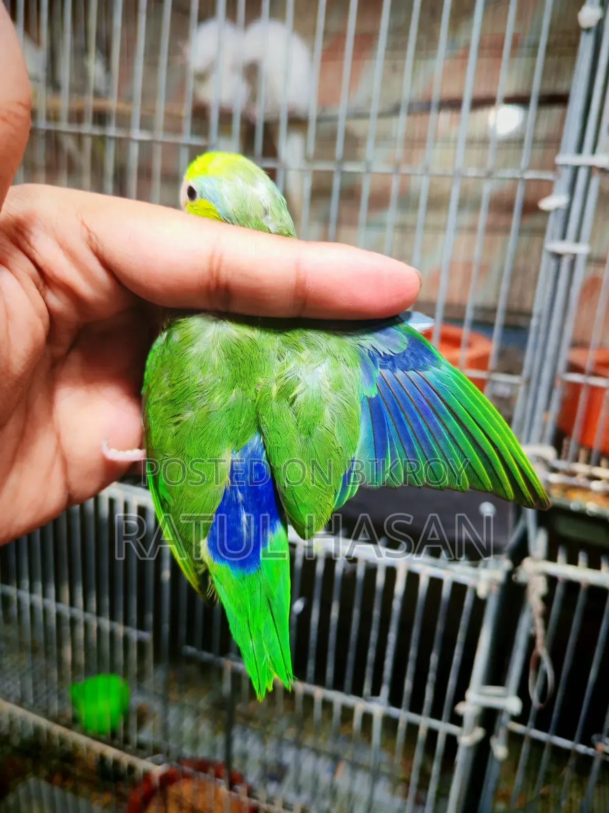 Forpus Bird