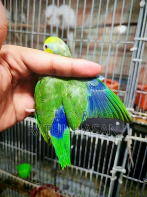 Forpus Bird