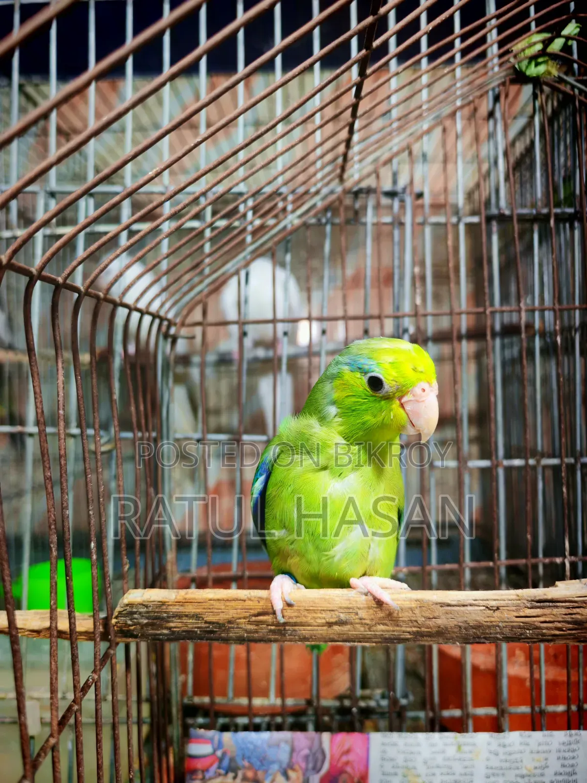 Forpus Bird