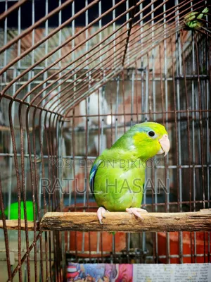Forpus Bird