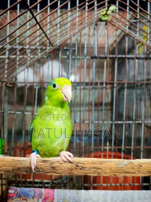 Forpus Bird