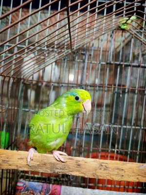Forpus Bird
