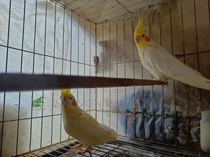 টেম কথা বলা ককাটেল