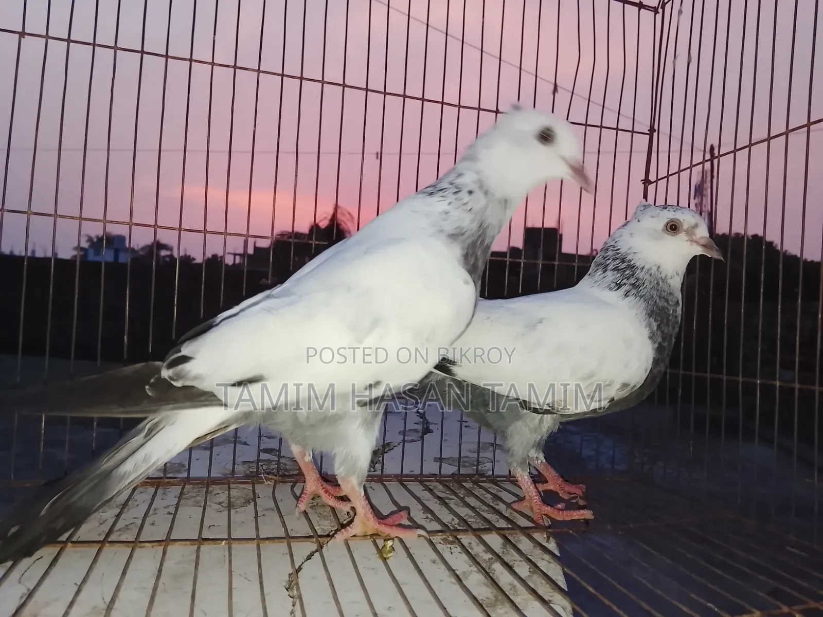 A pair of Top Quality Chuital Pigeons.