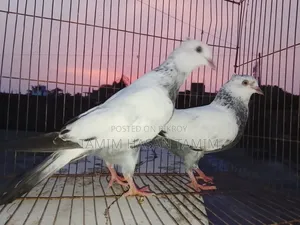 A pair of Top Quality Chuital Pigeons.