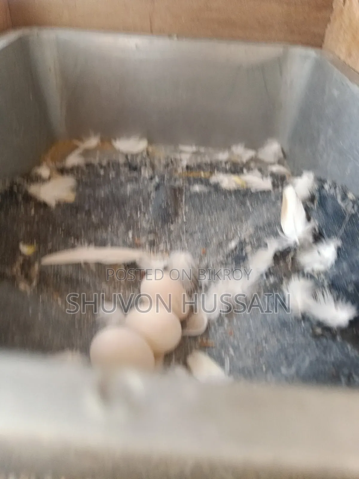 টেম কথা বলা ককাটেল