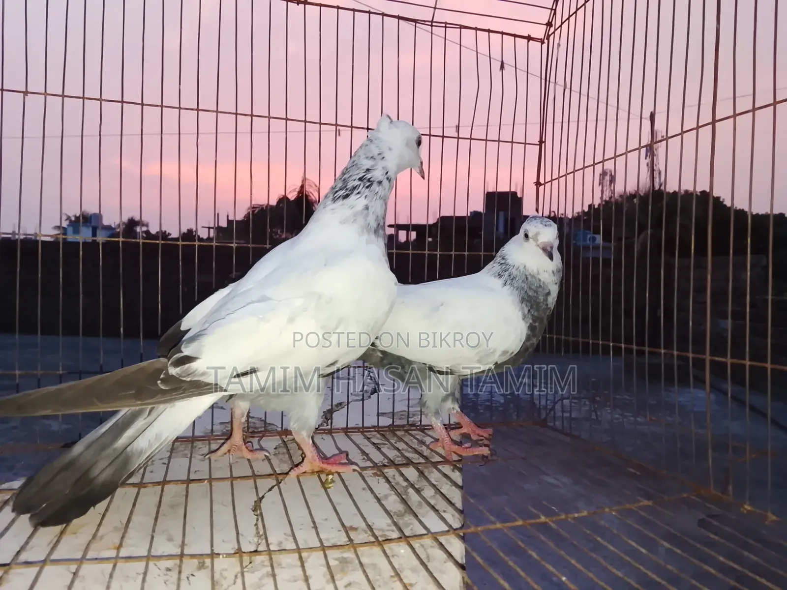 A pair of Top Quality Chuital Pigeons.