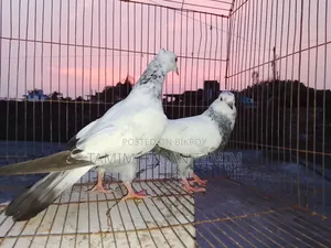 A pair of Top Quality Chuital Pigeons.