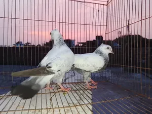 A pair of Top Quality Chuital Pigeons.
