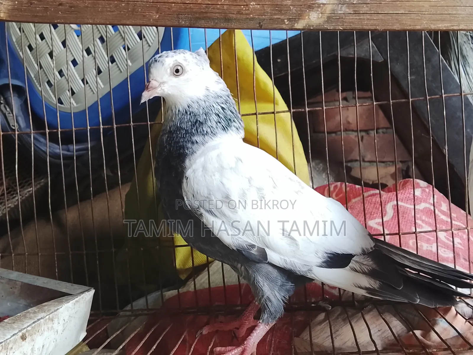 A pair of Top Quality Chuital Pigeons.