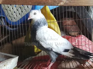 A pair of Top Quality Chuital Pigeons.