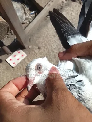 A pair of Top Quality Chuital Pigeons.