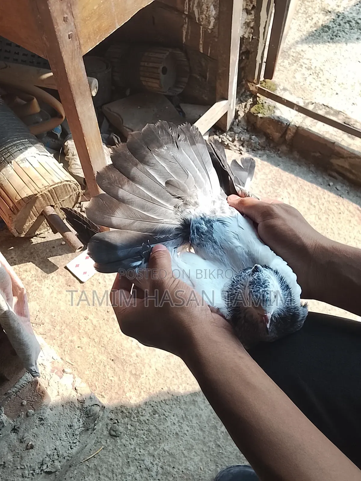 A pair of Top Quality Chuital Pigeons.