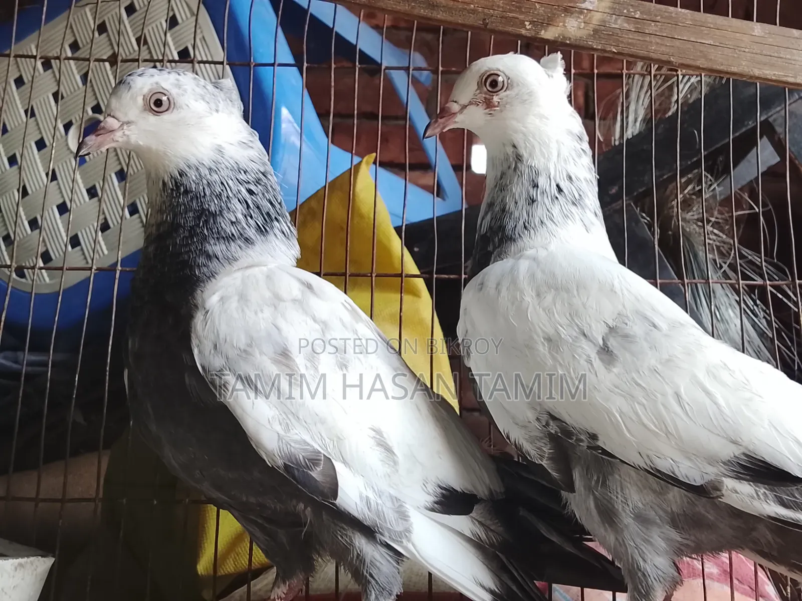 A pair of Top Quality Chuital Pigeons.