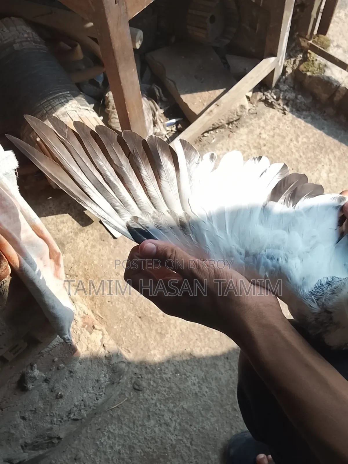 A pair of Top Quality Chuital Pigeons.