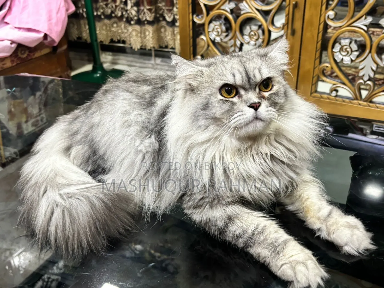 1+ Year Male Purebred Persian