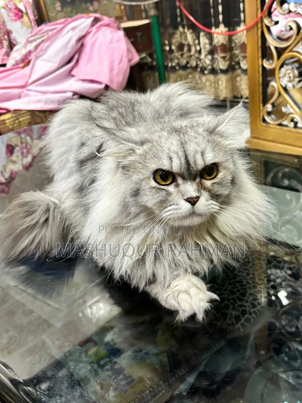 1+ Year Male Purebred Persian