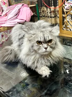1+ Year Male Purebred Persian