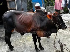 আমার শখের পালিত ২টি ষাঁড় গরু বিক্রি করবো।