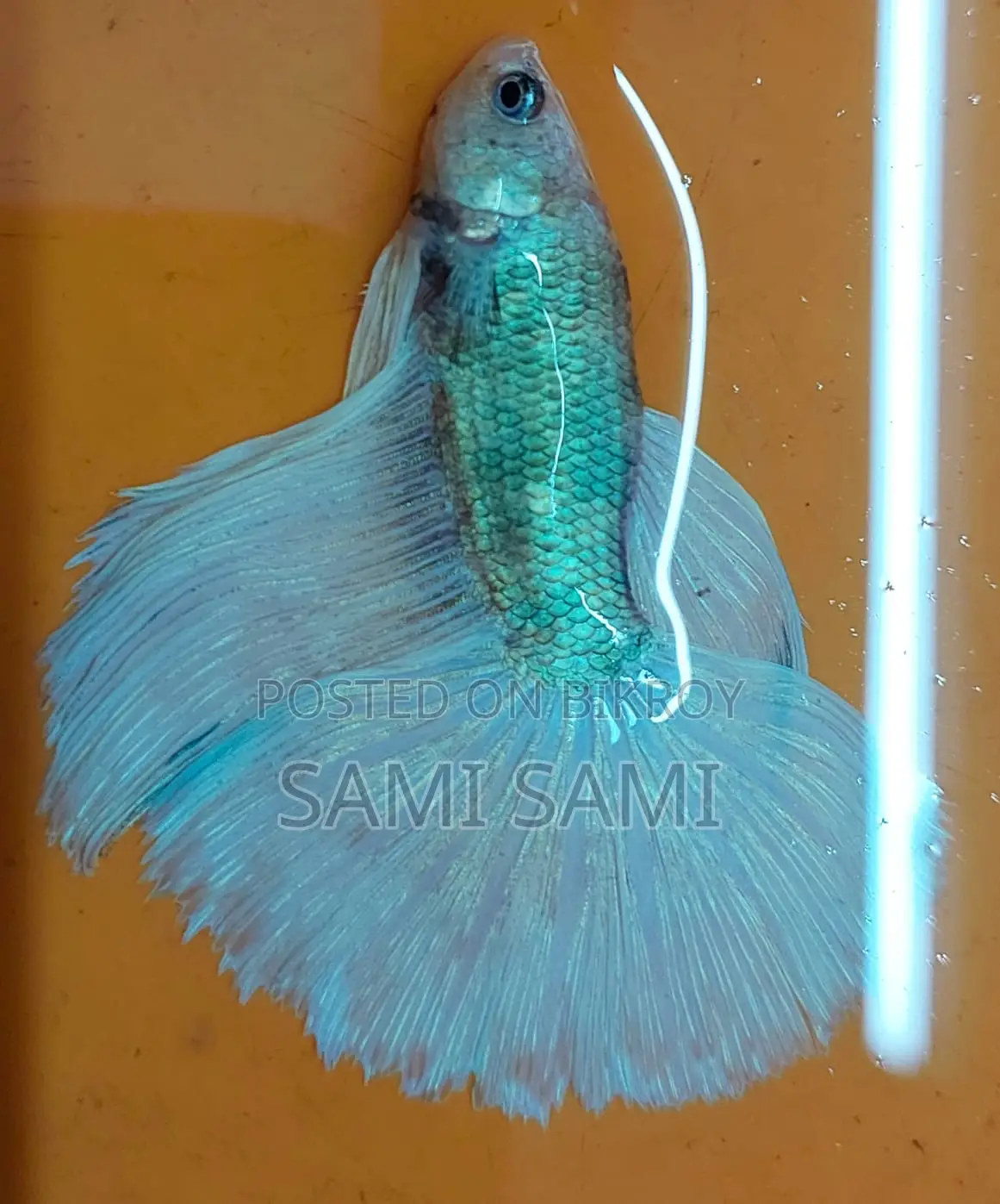 Colorful and Energetic Fighter Fish for Sale (Top Grade Betta Collection) 🐟✨