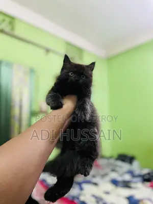 1-3 Months Male Purebred Persian