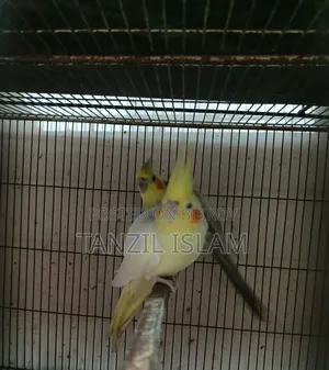 ৯ পিস ককাটেল ভিপিড, অ্যালবিনো, লুটিনো