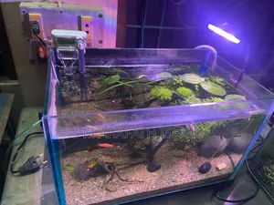 Planted Aquarium