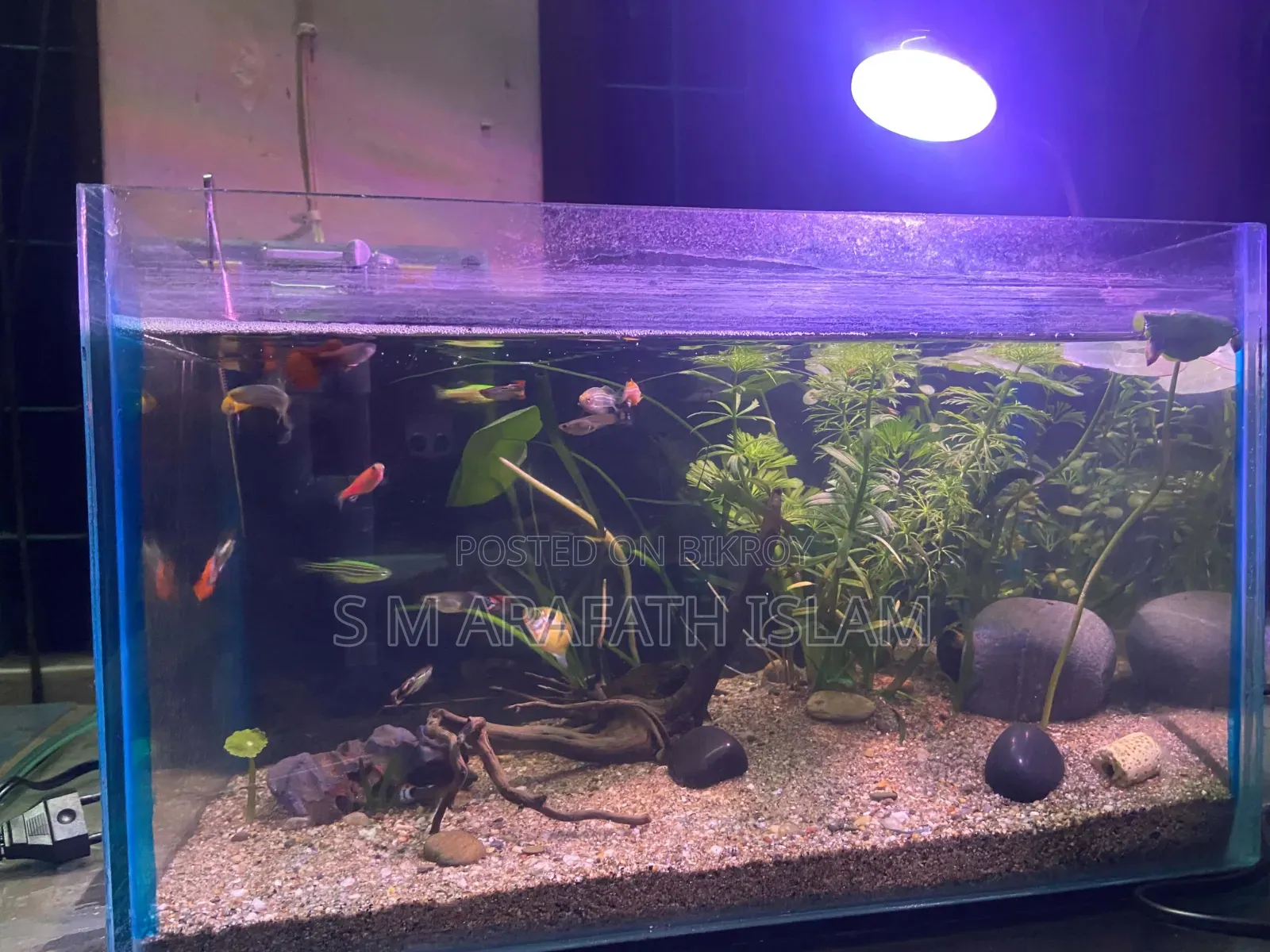 Planted Aquarium
