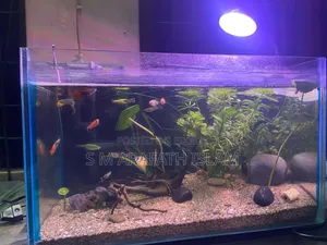 Planted Aquarium